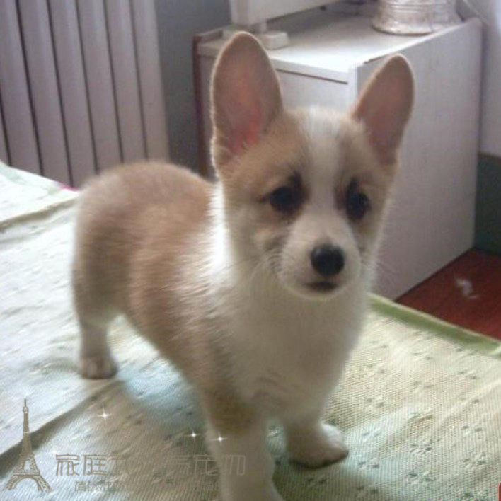 家养健康纯种柯基威尔士犬幼犬活体宠物狗双色三色柯基宝宝p