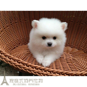 纯白色博美犬纯种茶杯博美日本俊介袖珍球体博美幼犬狗pp