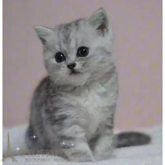 预售美短加白起司标斑宠物猫 短毛猫 纯种猫活体 纯种
