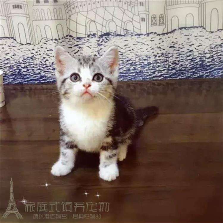 纯种美短美国短毛猫活体幼猫家养纯种宠物猫银虎斑标斑加白起司p