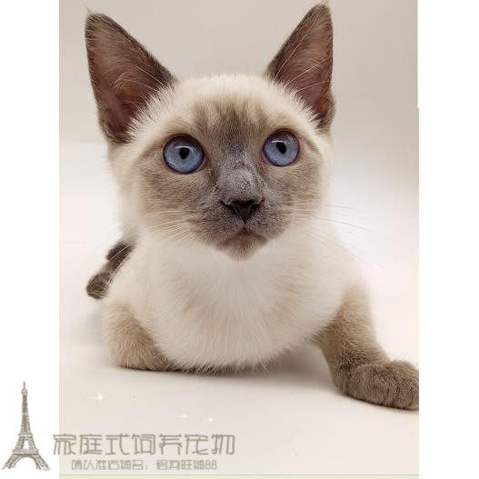 出售家养幼猫泰国暹罗猫宠物猫健康公挖煤工活体实体可上门支持p