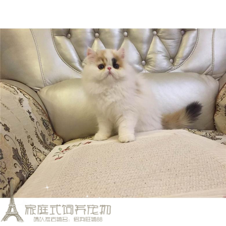 家养纯种加菲猫幼猫宠物猫赛级异国短毛猫幼猫活体三花色母猫咪p