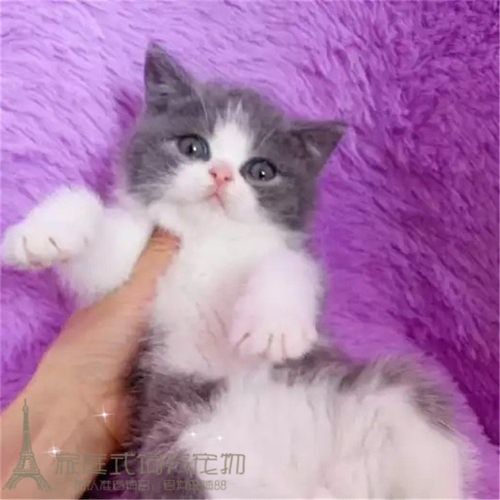 活体蓝白纯种英国短毛猫