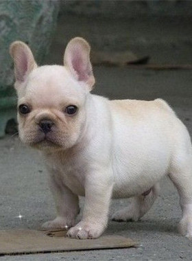 纯种活体法国斗牛犬法斗法牛活体赛级幼犬宠物狗狗出售34p