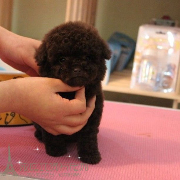 家养玩具体巧克力泰迪幼犬活体宠物狗毛量好娃娃脸泰迪犬长不大p