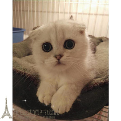 纯种银渐层活体苏格兰折耳猫