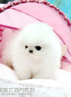 纯白色博美犬纯种茶杯博美日本俊介袖珍球体博美幼犬狗27p