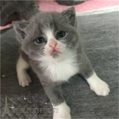 英短蓝白英国短毛猫家养活体幼猫纯种蓝白猫纯种英短幼猫幼崽p