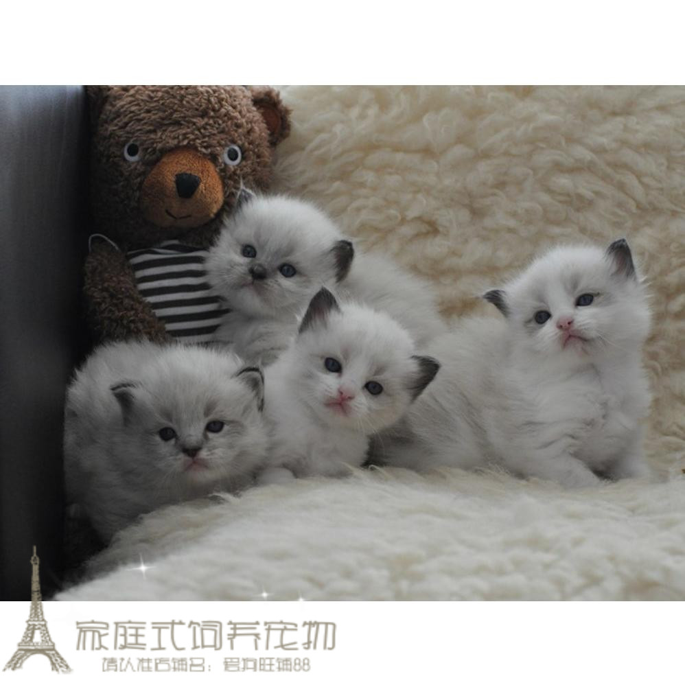 赛级繁育级布偶猫家养活体纯种布偶猫海豹手套海双