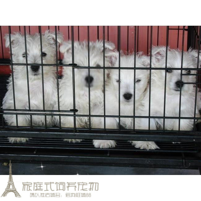 家养赛级健康西高地幼犬活体宠物狗狗西高地白梗小狗纯种幼犬p