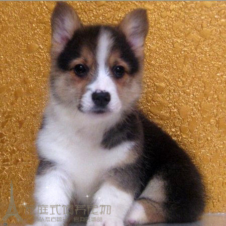 三色柯基幼犬公狗弟弟三通大围脖矮脚小短腿柯基犬宠物狗活体p