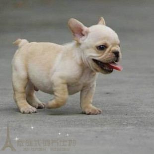 法斗幼犬法国斗牛小型犬憨厚聪明奶油法斗奶油法牛活体宠物狗p