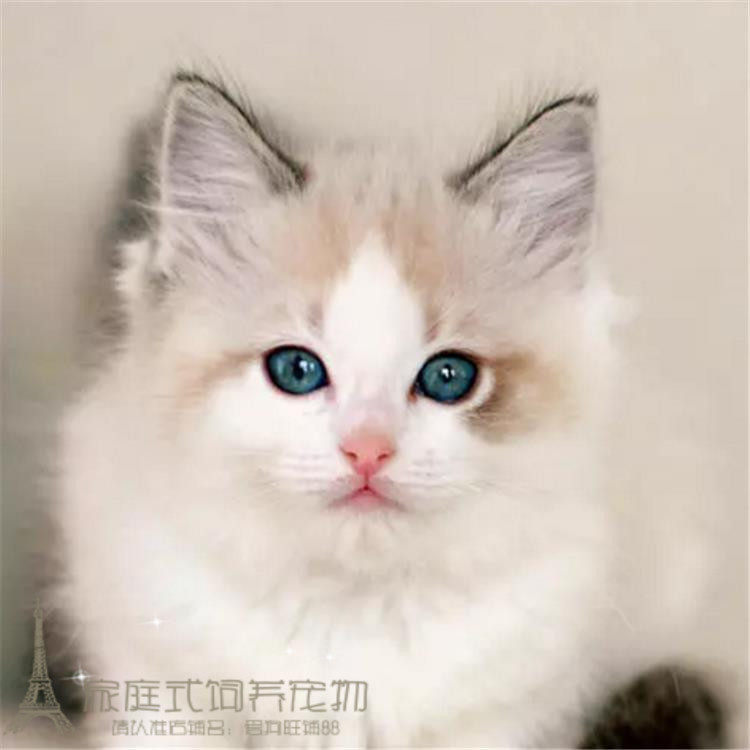 布偶幼猫纯种猫活体布偶猫蓝眼睛双血统宠物小猫宠物布偶猫咪p