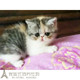 加菲猫宠物猫咪异国短毛猫纯种幼猫活体三花妹妹母猫家养出售p