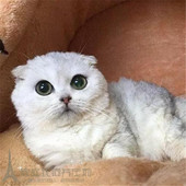 出售纯种英国短毛猫英短银渐层白色渐层色英短猫咪活体宠物猫p