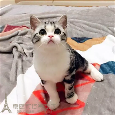 美国短毛猫美短虎斑标斑美短银虎斑加白纯种家养幼猫宠物猫活体p