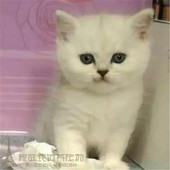 出售宠物猫活体蓝白苏格兰折耳银渐层折耳猫英国短毛折耳猫幼猫p