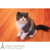 折耳猫 立耳 英短蓝白活体幼猫p 蓝白八字脸蓝猫 英国短毛猫纯种