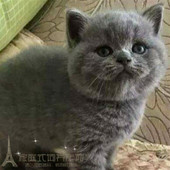 蓝猫英短 活体幼猫宠物猫 立耳短毛猫p 英国短毛猫 纯种英短蓝猫