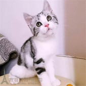 出售美短猫咪纯种美国短毛猫加白幼猫活体宠物猫美短加白起司猫p