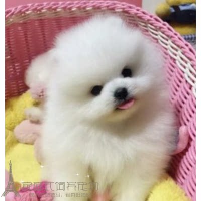 纯种长不大可上门日本博美幼犬