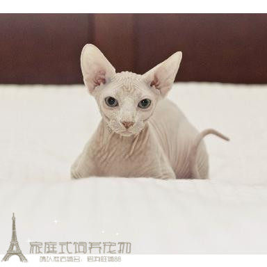 家养出售纯种白皮CFA赛级加拿大无毛猫 鸳鸯眼幼猫活体宠物猫p