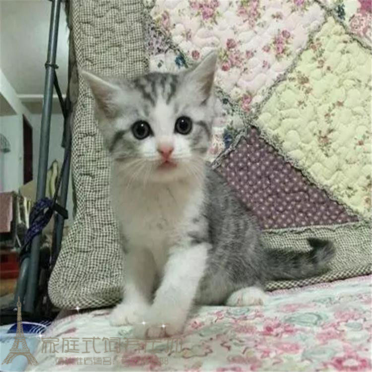 美短加白美国短毛猫纯种幼猫活体家养宠物猫美短起司猫纯种活体g