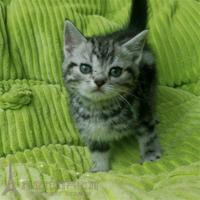 出售银虎斑活体美国短毛猫