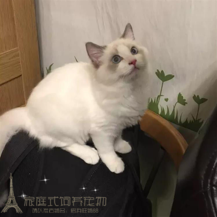 CFA注册猫舍蓝双色布偶猫宠物猫咪幼崽猫纯种布偶活体幼猫出售p