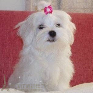 家养实体店保障马尔济斯幼犬活体宠物狗小型犬白色长毛狗g