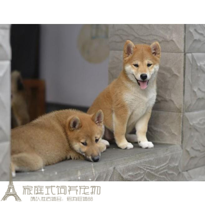 赛级纯种日本柴犬幼犬活体宠物狗狗赤柴犬忠犬八公