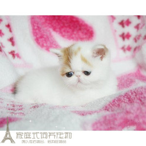 家养加菲猫宠物猫咪/异国短毛猫/家养纯种短毛幼猫活体红白妹妹g