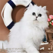 金吉拉幼猫活体 金吉拉宠物活体宠物幼猫p 纯种健康金吉拉宠物猫