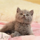 宠物猫咪纯种英国短毛猫英短蓝猫立耳折耳活体幼猫幼崽p