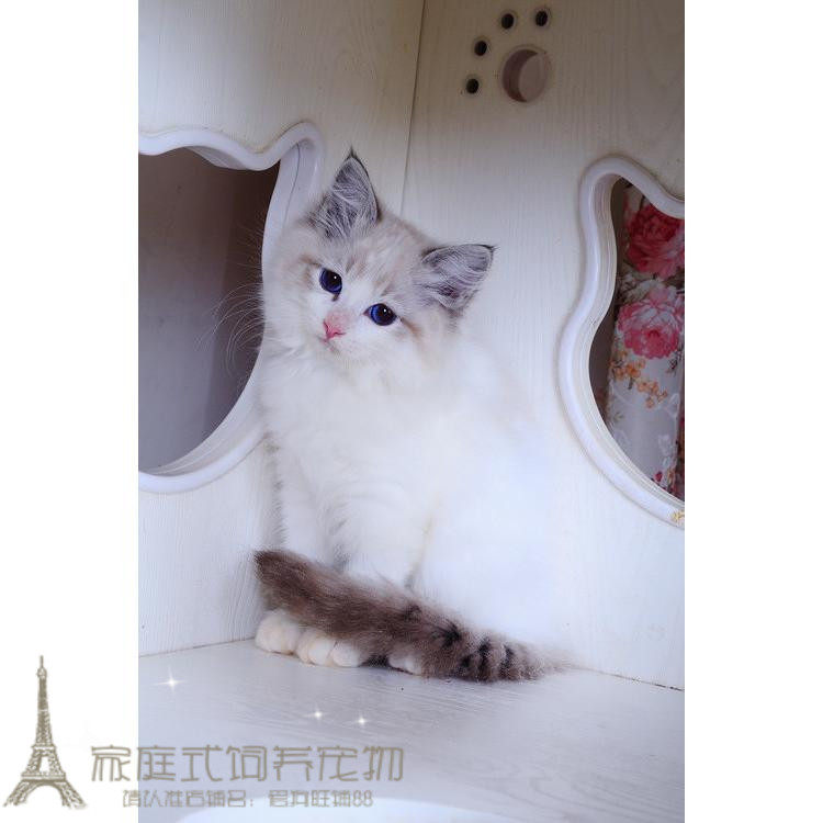 cfa注册赛级美国布偶幼猫海豹山猫双色布偶猫rapdoll宠物猫活体p