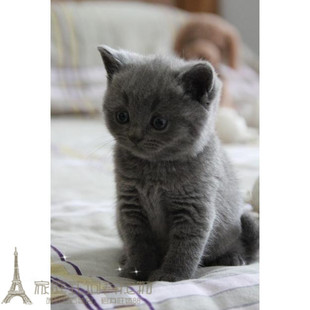 蓝猫幼猫活体宠物猫 纯种英国短毛猫 蓝猫立耳英短蓝猫幼猫p
