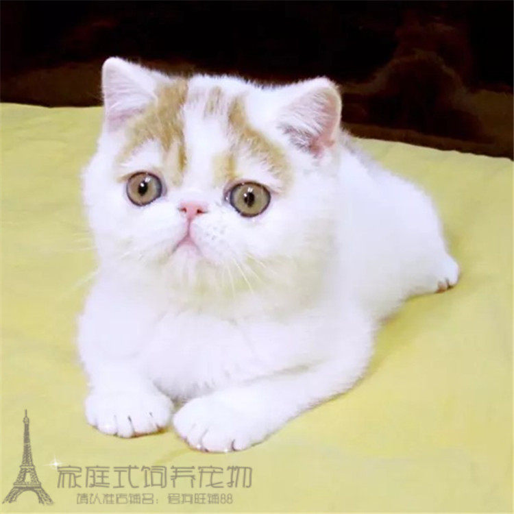 红白净梵加菲猫幼猫纯种异国短毛猫加菲猫活体家养家菲猫宠物猫g