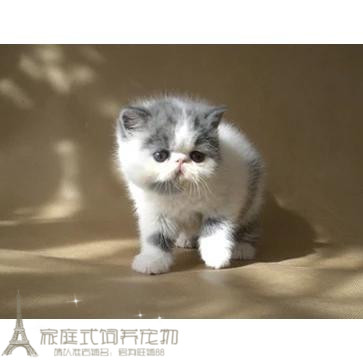 纯种活体蓝白异国短毛猫