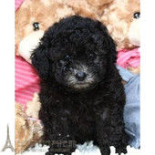 出售泰迪犬纯种贵宾犬灰色泰迪犬幼犬活体纯种宠物狗茶杯泰迪犬p