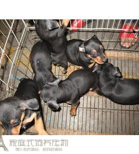 纯种铁包金活体繁殖小鹿犬