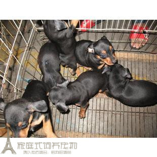 纯种铁包金活体繁殖小鹿犬