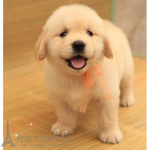 出售宠物狗狗纯种金毛寻回犬大头金毛犬金毛幼犬活体家养赛级犬p