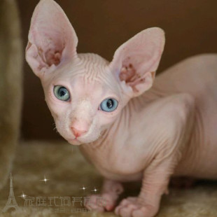 宠物猫活体小猫咪加拿大无毛猫幼猫斯芬克斯猫白皮鸳鸯眼无毛猫p