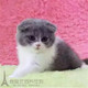 苏格兰折耳猫英短蓝白折耳猫宠物猫活体英短蓝猫幼猫纯种幼猫p