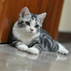 美短加白宠物猫 美国短毛猫家养活体幼猫起司猫猫舍美短银虎斑p