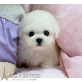 纯种活体法国卷毛比熊犬幼犬茶杯犬迷你型家养赛级幼狗比熊犬35p