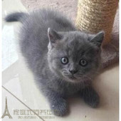 宠物猫 英短猫 活体宠物猫咪包子脸p 折耳猫 家养出售纯种蓝猫