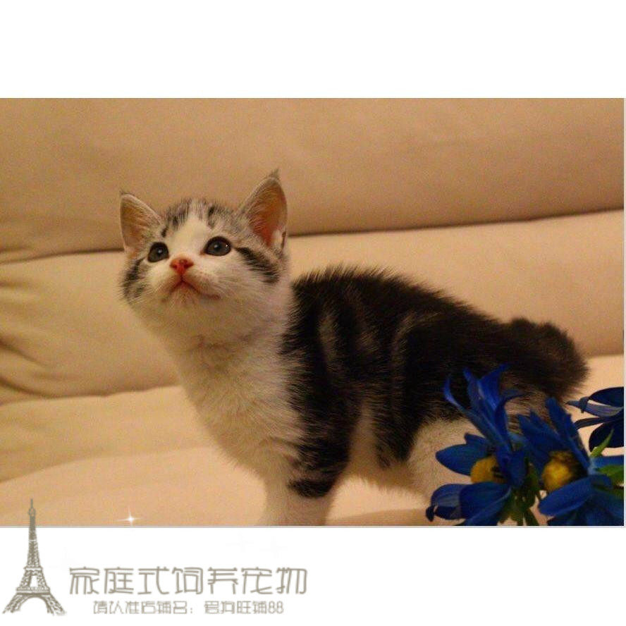 美国短毛猫 纯种美短加白起司猫活体美短折耳幼猫立耳美短加白w