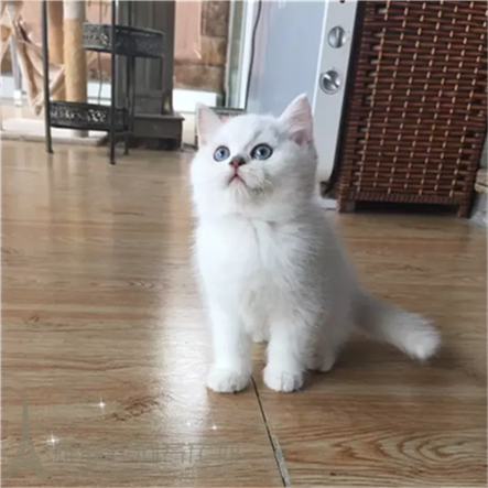 英短渐层活体宠物猫英短渐层幼猫折耳立耳渐层短毛猫五短身材p