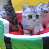 美短加白美短虎斑加白美国短毛猫公猫活体幼猫宠物猫活体起司猫p